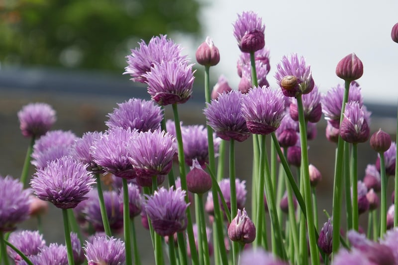 Chives