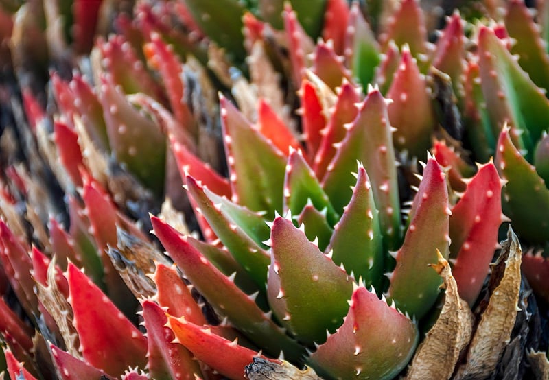 Types of Succulents